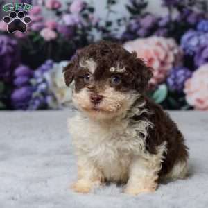 Titus, Havapoo Puppy